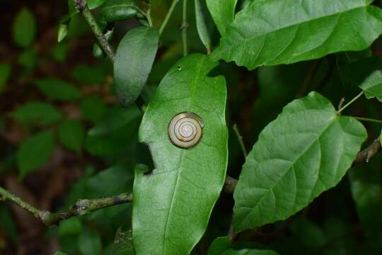 Plancia ëd Plectotropis brevibarbis (Pfeiffer 1859)