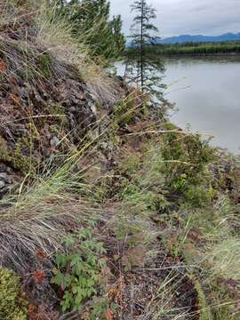 Image of Elymus reflexiaristatus (Nevski) Melderis