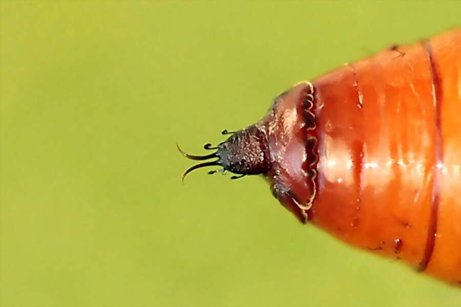 Scopula nigropunctata Hüfnagel 1767的圖片