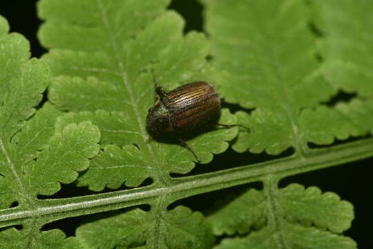 Sivun Gastroserica marginalis (Brenske 1894) kuva