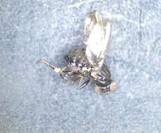 Image of Aulacigaster mcalpinei Mathis & Freidberg 1994