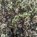 Eremophila rotundifolia F. Muell. resmi