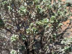 Image de Eremophila rotundifolia F. Muell.