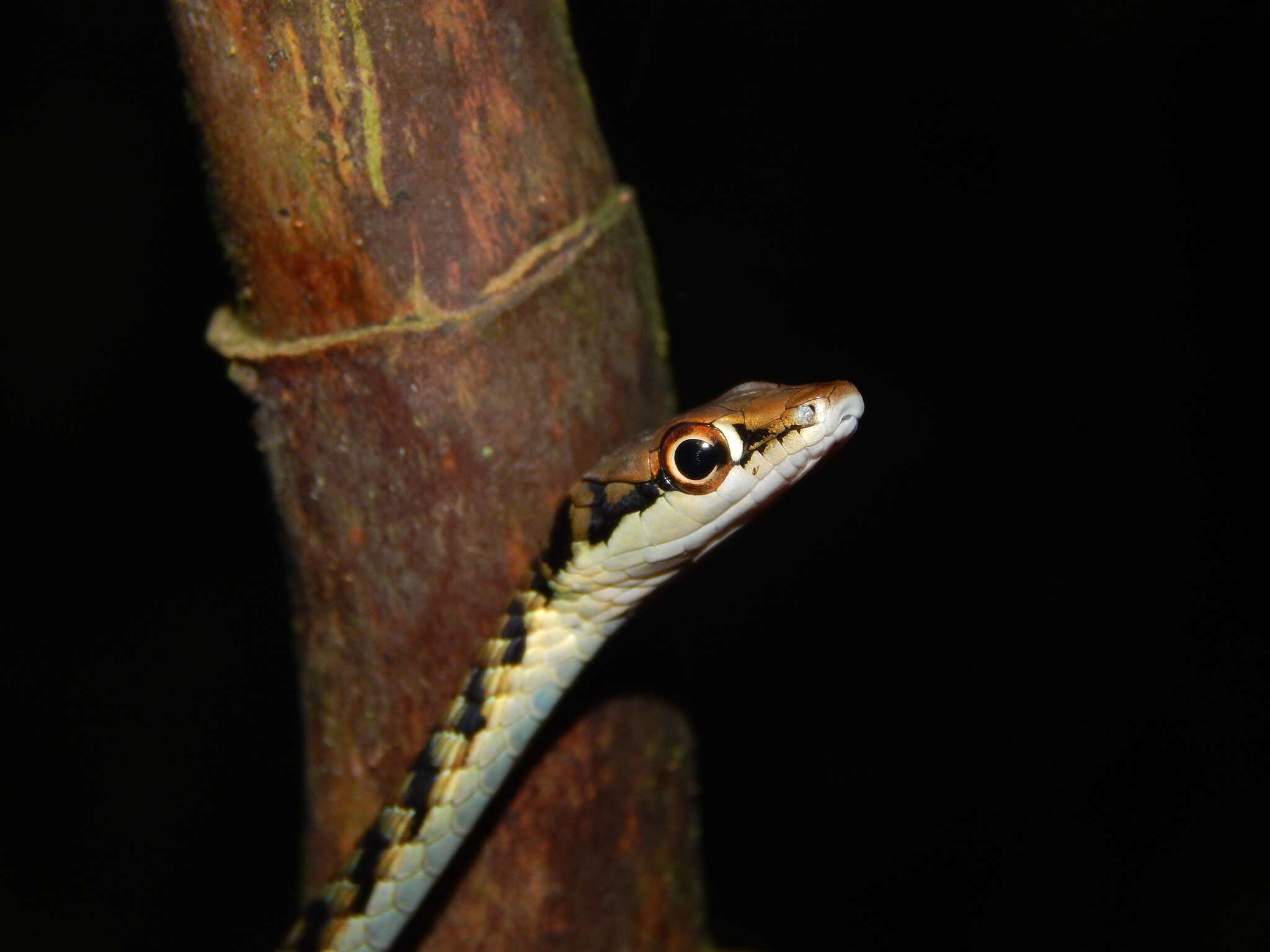 صورة Dendrelaphis haasi Van Rooijen & Vogel 2008