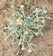 Image of Townsendia florifera (Hook.) A. Gray