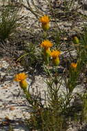 Sivun Pteronia tenuifolia DC. kuva