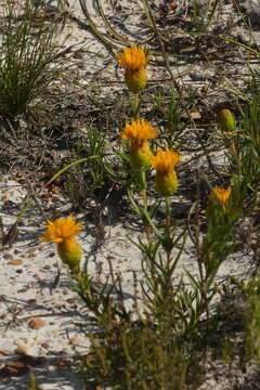 صورة Pteronia tenuifolia DC.