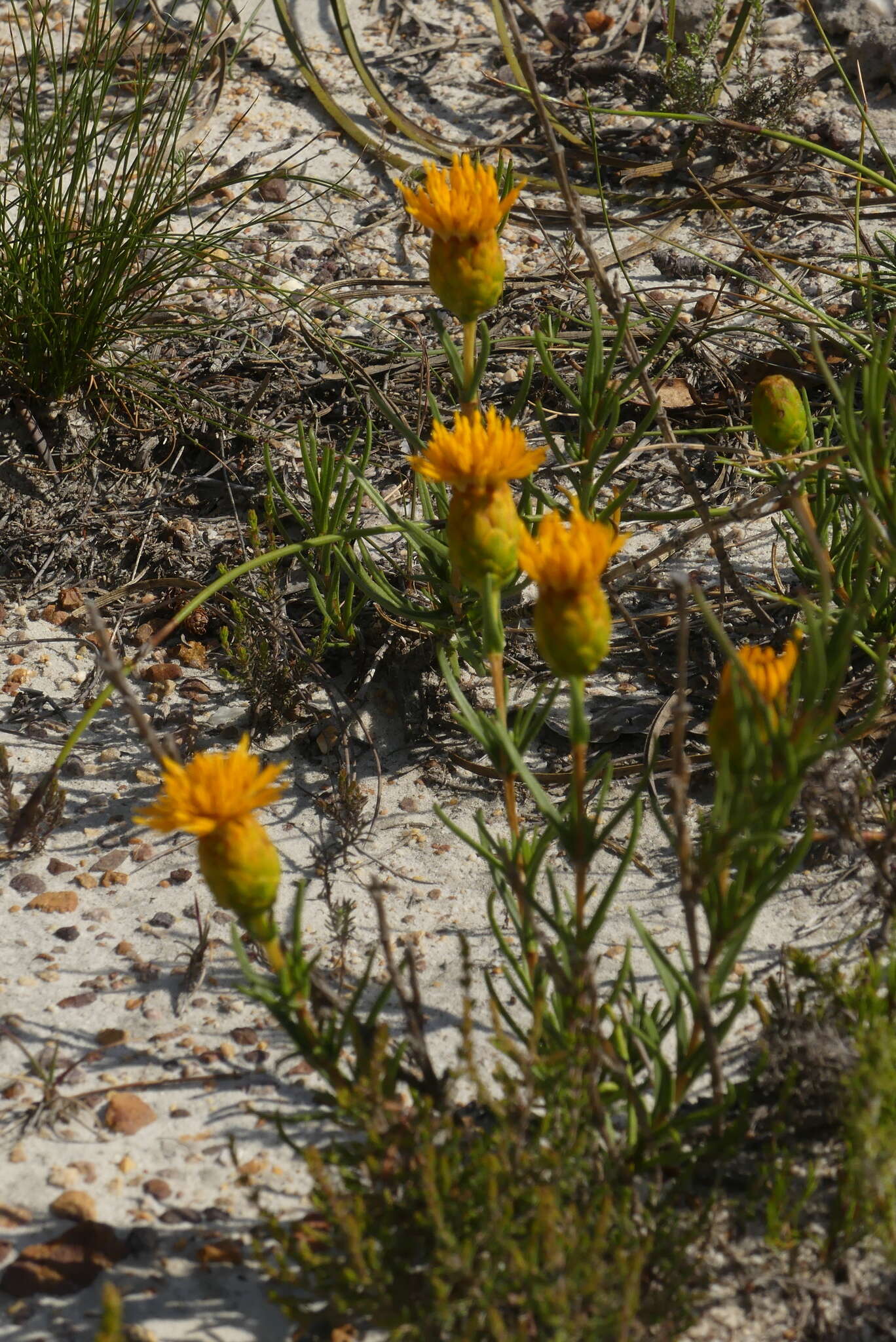 Sivun Pteronia tenuifolia DC. kuva