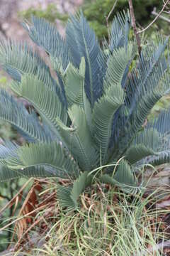 Image of Kei Cycad