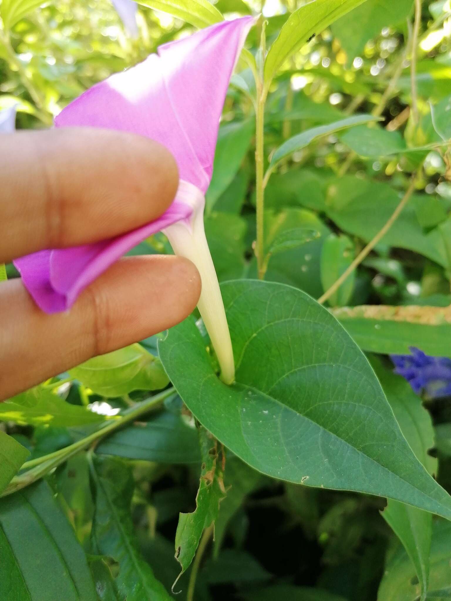 Image of Ipomoea dumosa (Benth.) L. O. Wms.