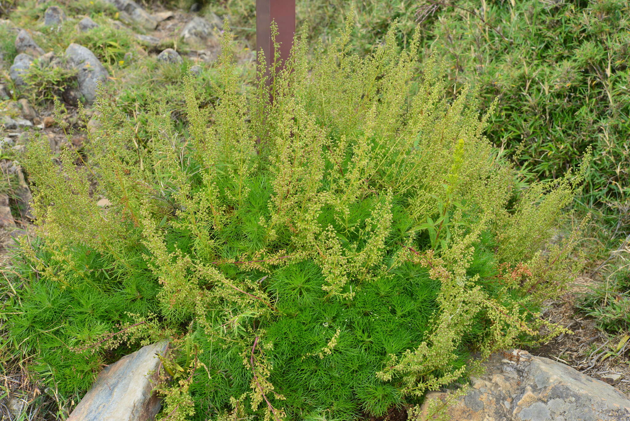 Image of Artemisia morrisonensis Hayata