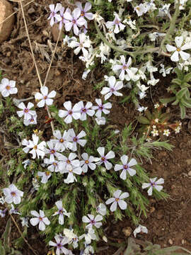 Image of spiny phlox