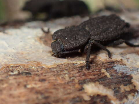 Image of Phloeodes plicatus (Le Conte 1859)