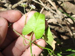 Image of Fringed Twinevine