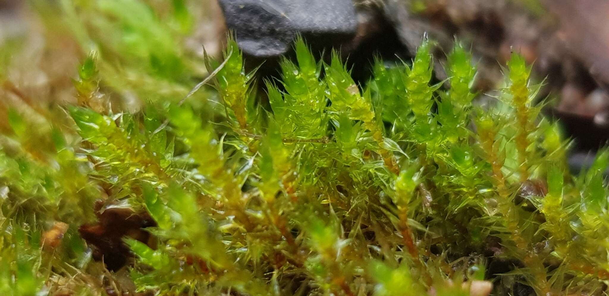 Image of Bryum gemmiferum R. Wilczek & Demaret 1976