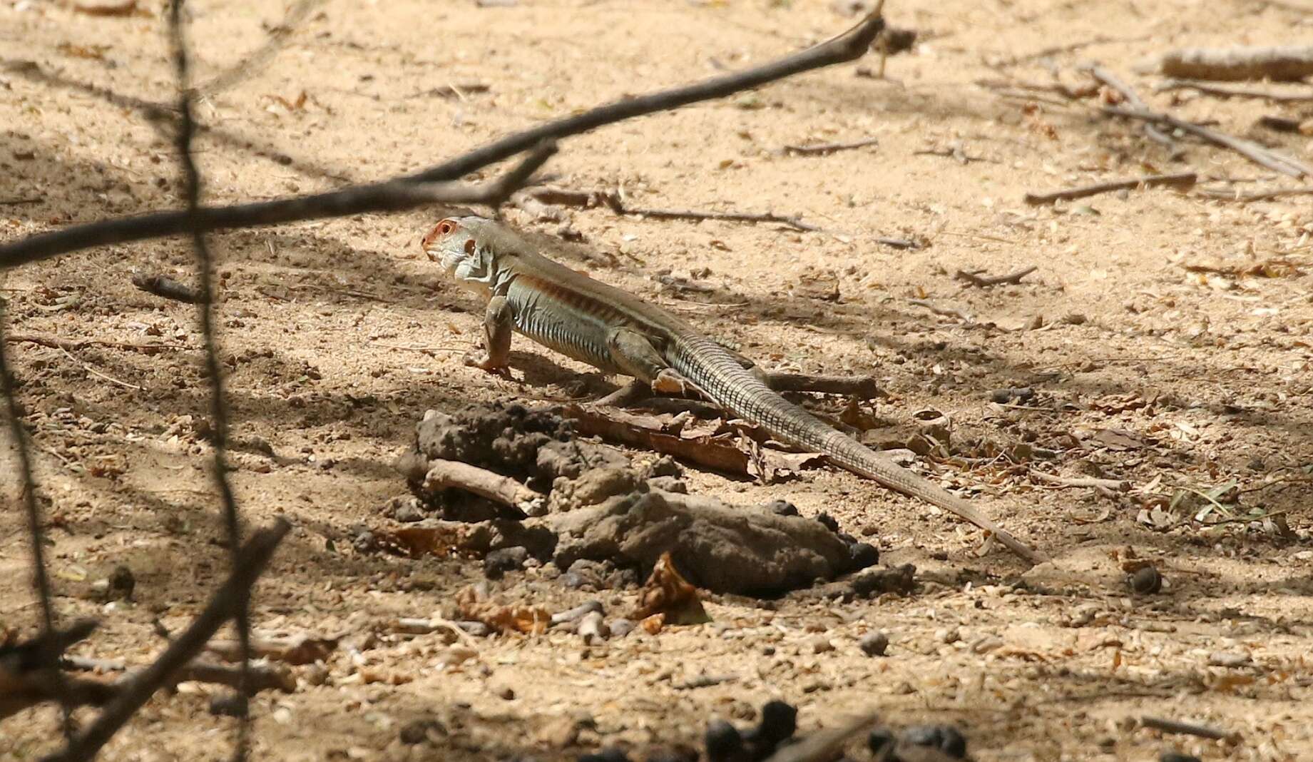 Image de Ameiva bifrontata Cope 1862