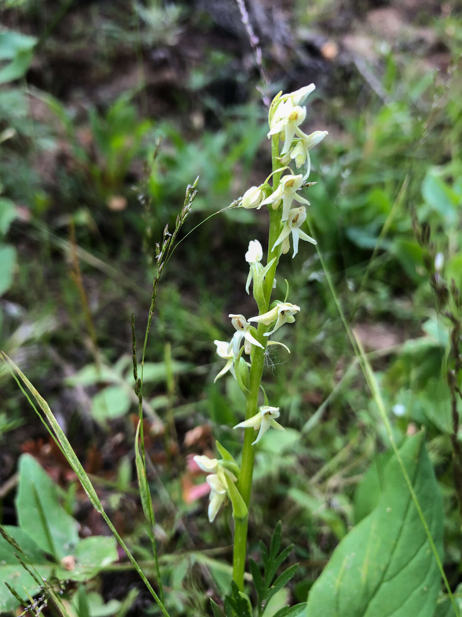 Imagem de Platanthera estesii W. J. Schrenk