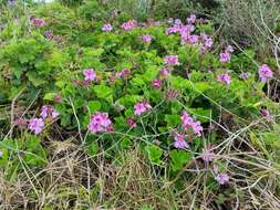 Image of regal pelargonium