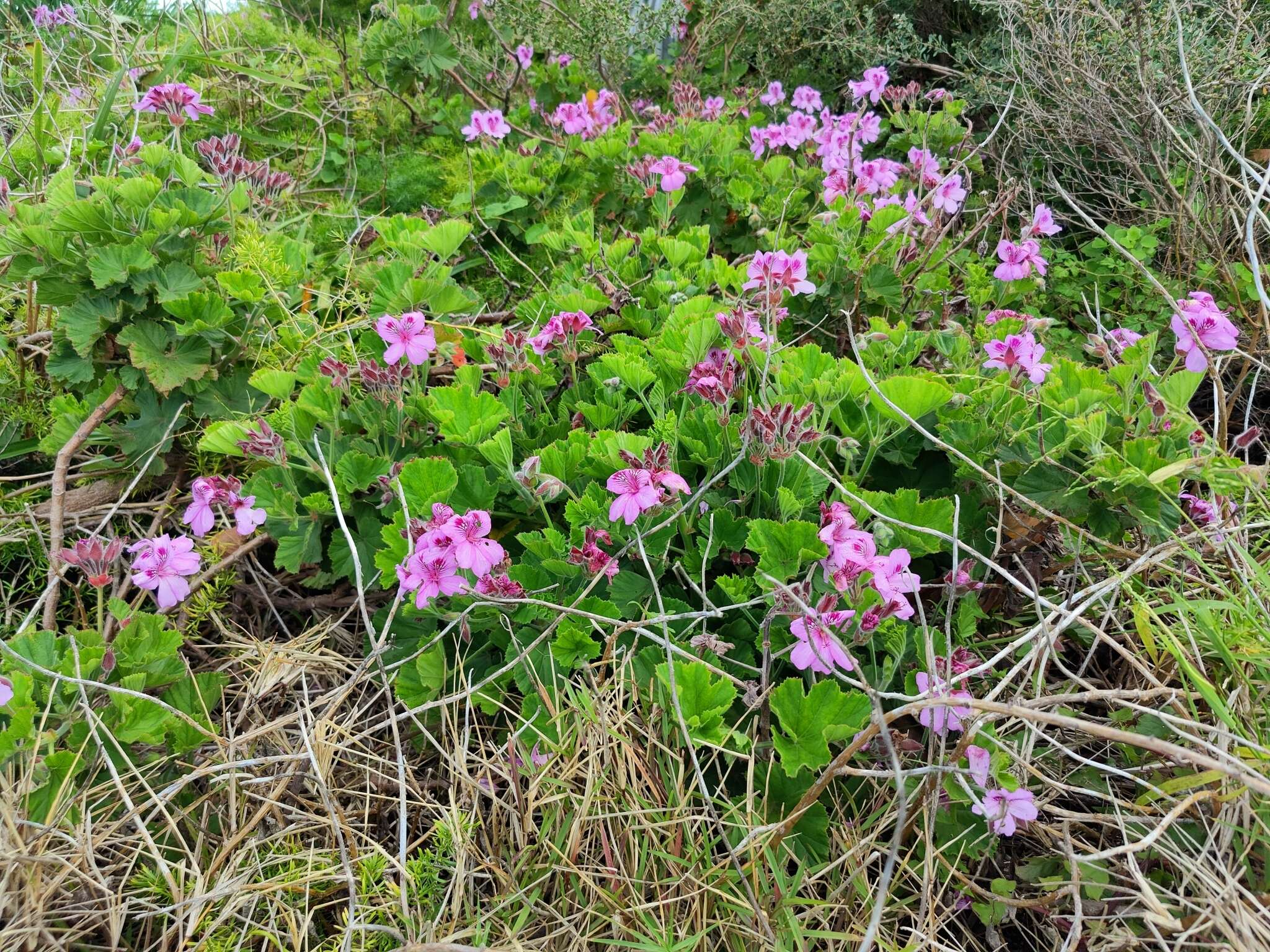 Imagem de Pelargonium domesticum Bailey