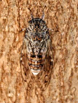 Image of Cicada orni Linnaeus 1758