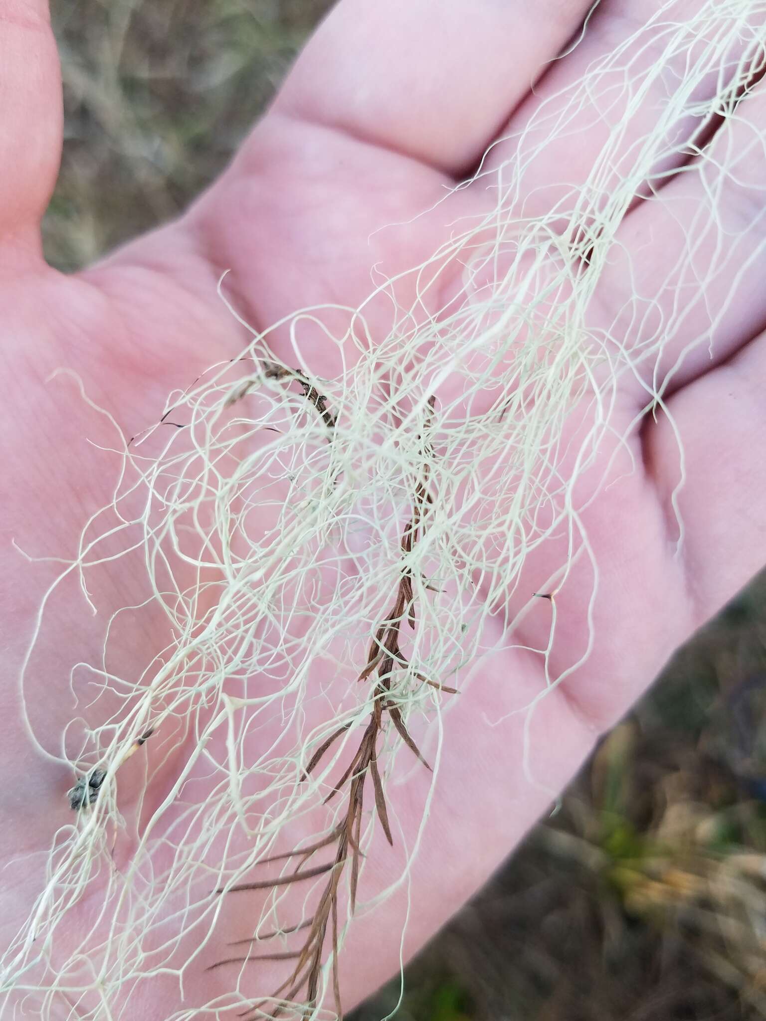 Image of cartilage lichen