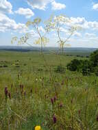 Image of Ferula tatarica Fischer ex Sprengel