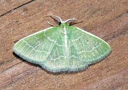 Image of Wavy-lined Emerald