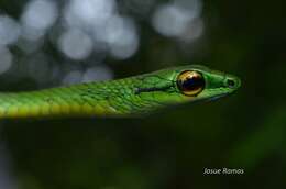 Image of Cope's Parrot Snake