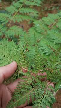 Image of Culcita coniifolia (Hook.) Maxon