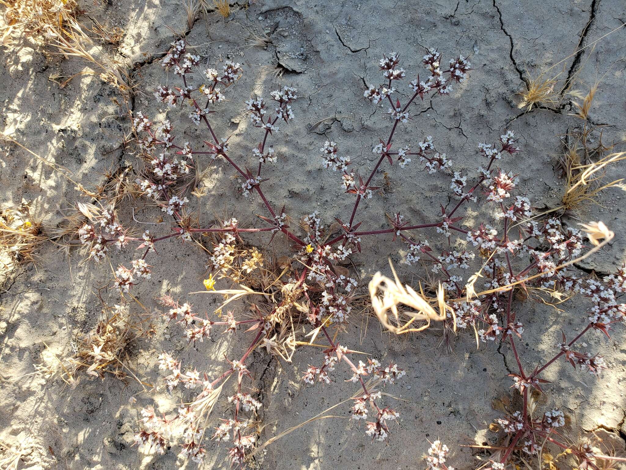 Imagem de Chorizanthe spinosa S. Wats.