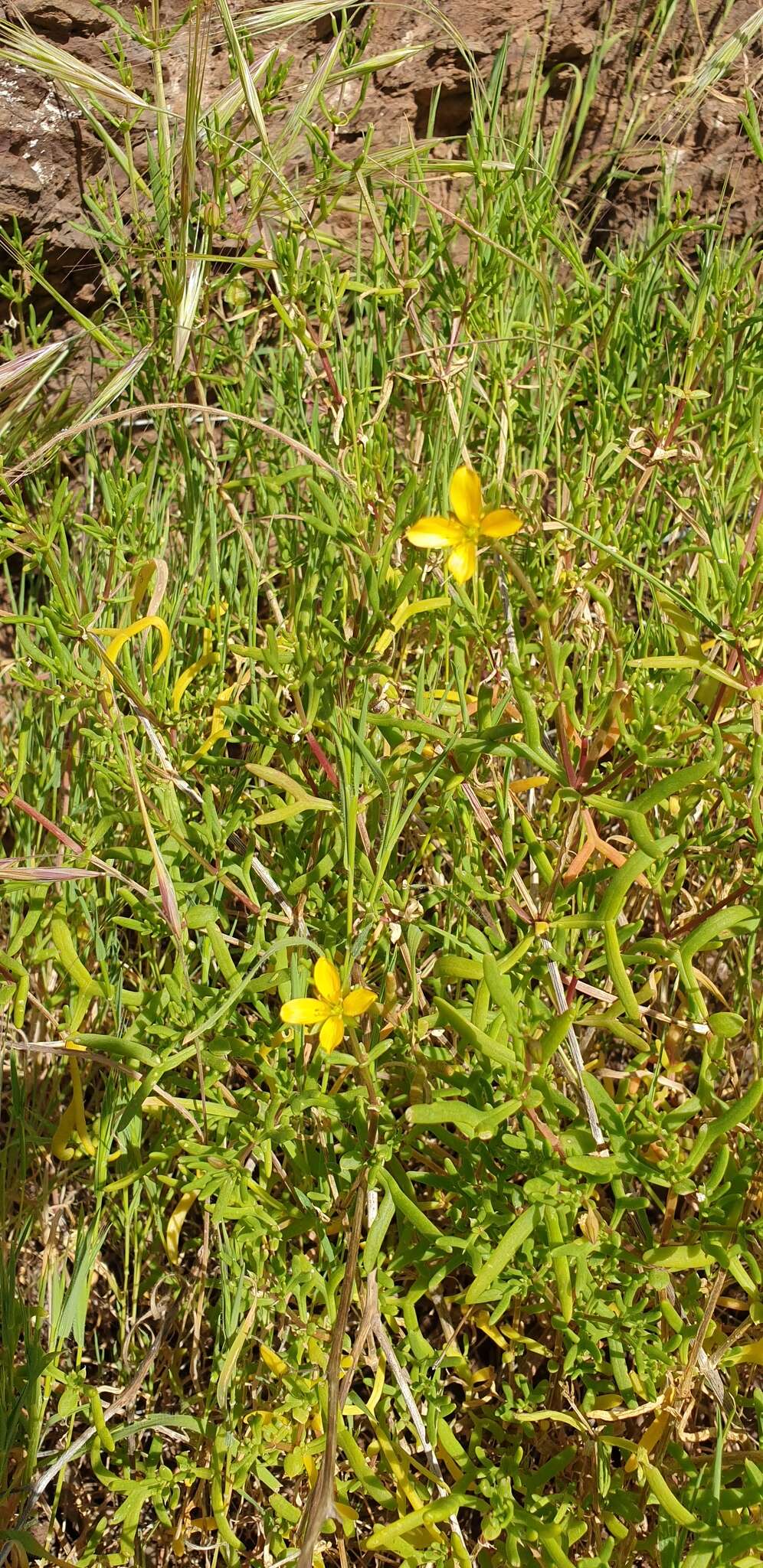 Image of Roepera confluens (H. Eichler) Beier & Thulin