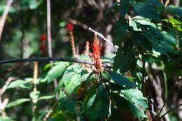 Image de Aphelandra scabra (Vahl) Sm.