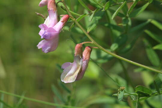 Image of Vicia popovii O. D. Nikif.