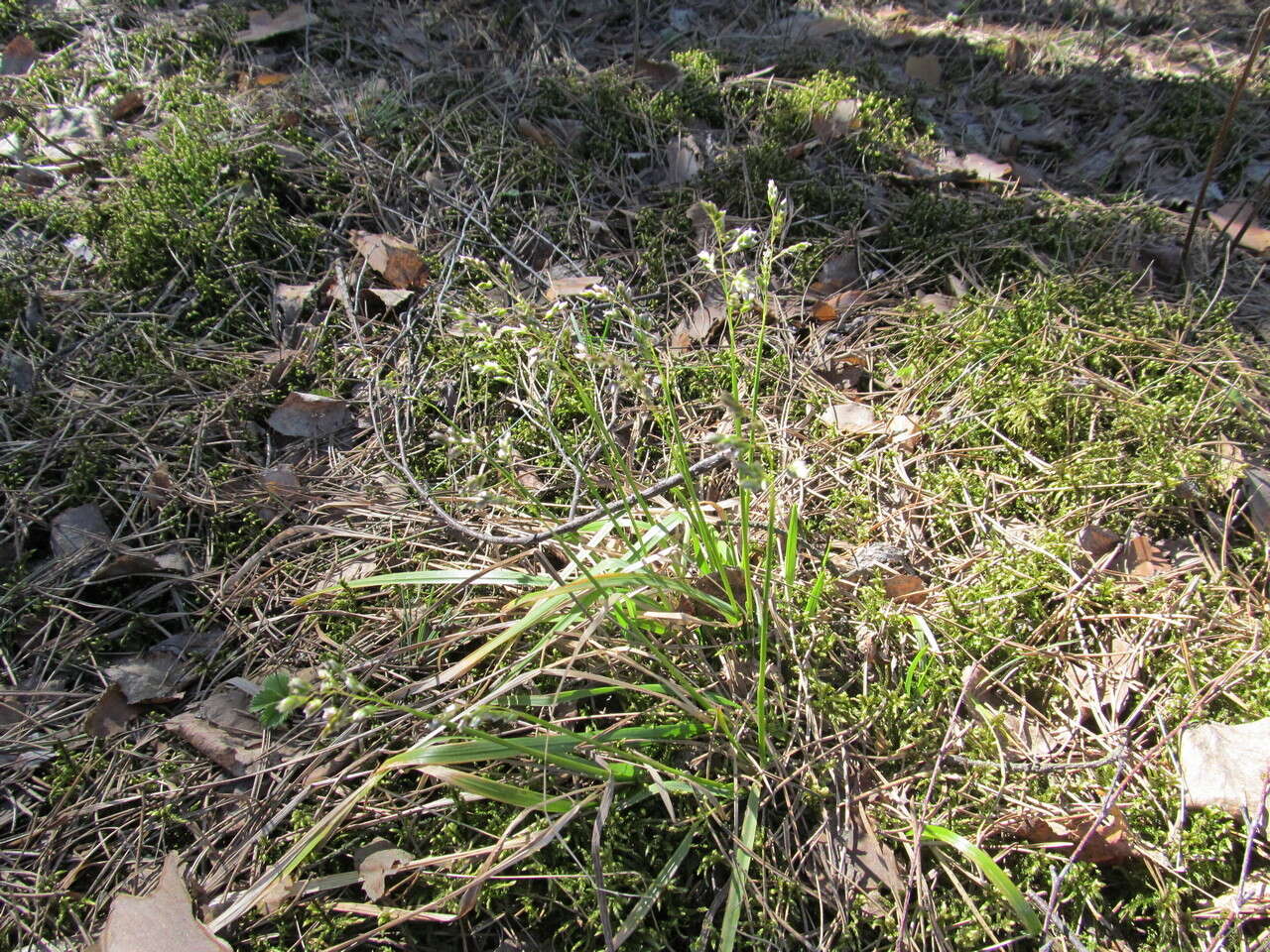 Image of Anthoxanthum australe (Schrad.) Veldkamp