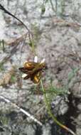 Image of Taractrocera papyria agraulia Hewitson 1868