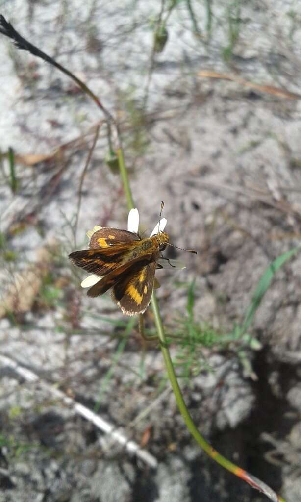 Image of Taractrocera papyria agraulia Hewitson 1868