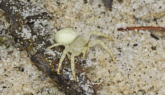 Image of Thomisus spectabilis Doleschall 1859