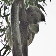 Image of koalas