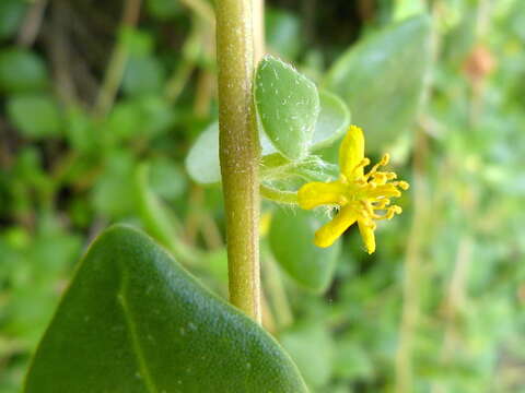 Sivun Tetragonia implexicoma (Miq.) Hook. fil. kuva