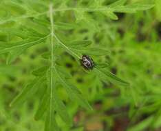 Image of Zygogramma bicolorata