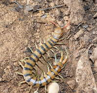 Image of red-headed centipede