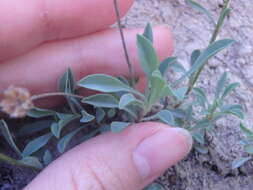 Image of Linum tauricum Willd.