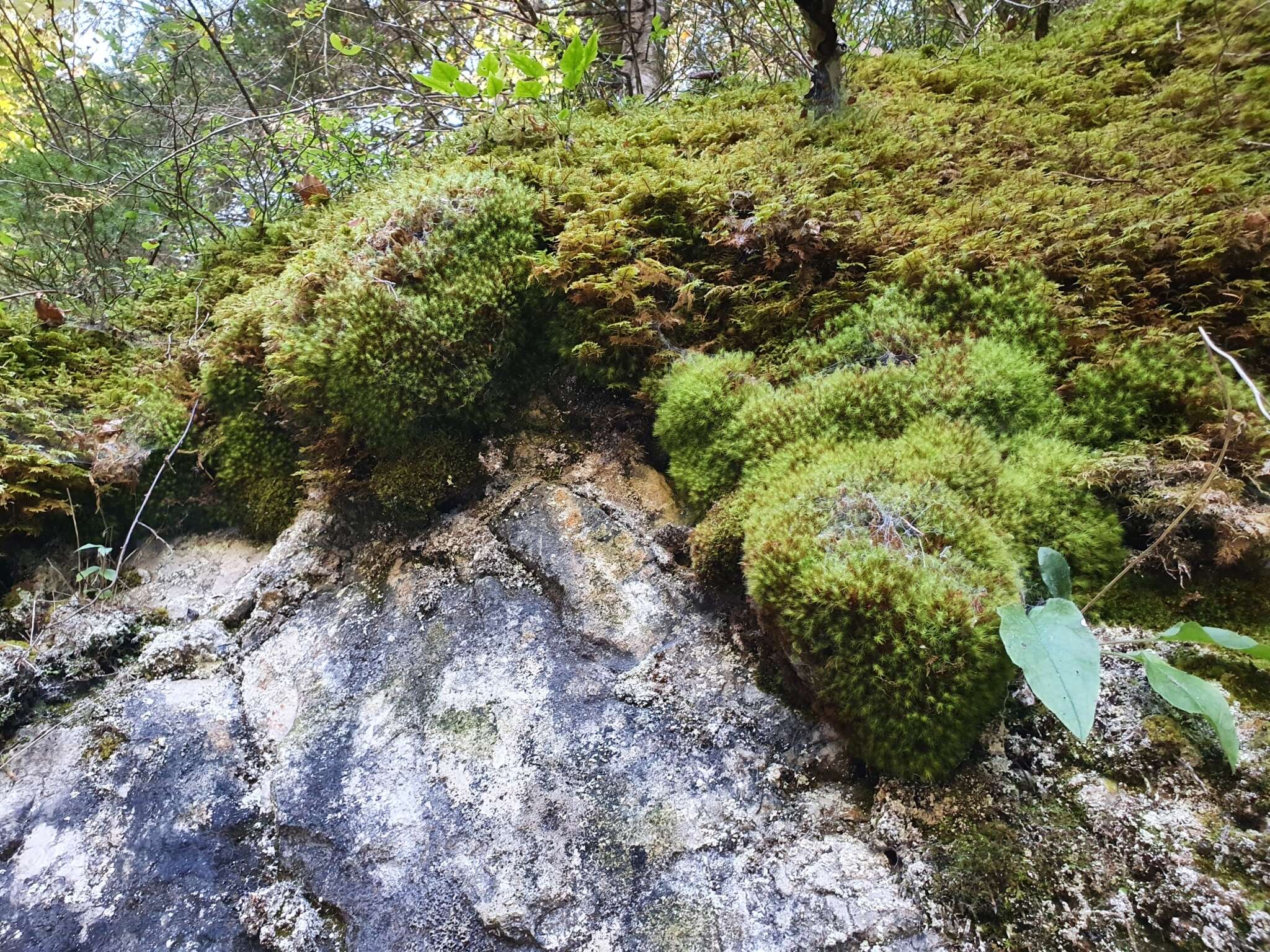 Image of Haller's bartramia moss