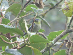 Plancia ëd Pachyramphus versicolor (Hartlaub 1843)