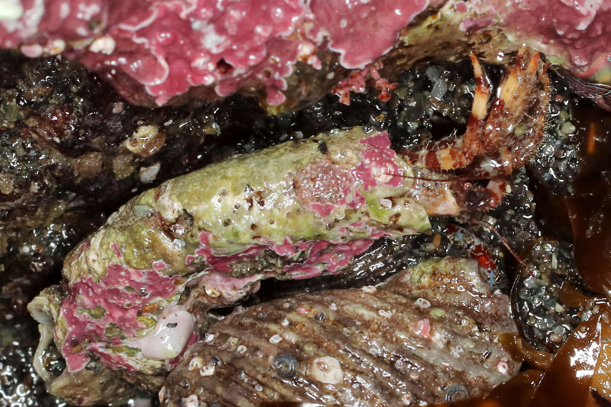 Image of tubeworm hermit crab