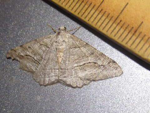 Image of <i>Digrammia pallorata</i> Ferguson (2008)