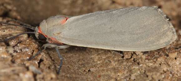 Image of Mousey Tiger Moth