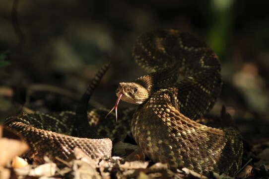 صورة Crotalus durissus Linnaeus 1758