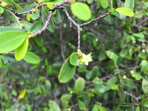 Image of Erythroxylum australe F. Müll.