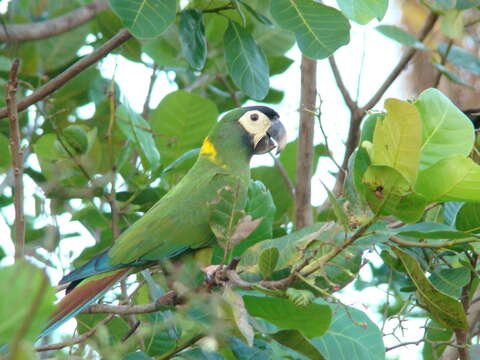 Image of Golden-collared Macaw